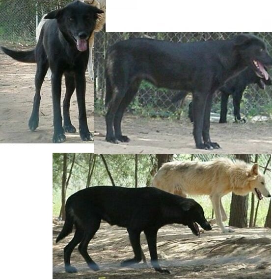 Labrador hot sale wolf mix