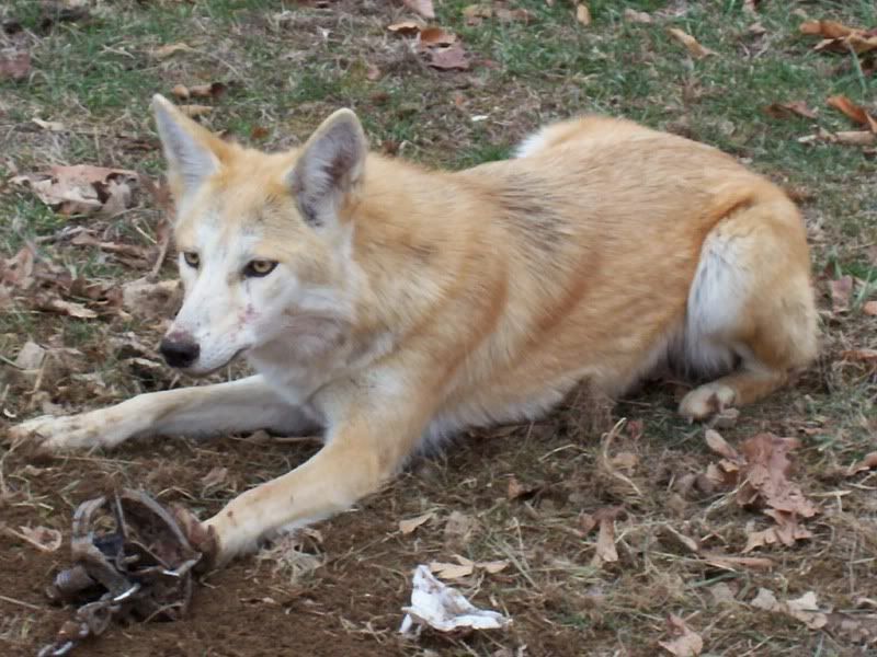 coyote husky hybrid